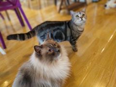 -Cappucimeow猫咪咖啡馆(韦伯时代店)