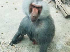 -新疆天山野生动物园