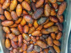 -大城·烧烤海鲜大排档(台东店)