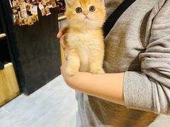 -欣宠猫屋·矮脚拿破仑·蓝金金渐层