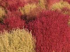 -天津东丽湖风景区