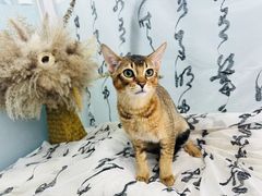 -爱洗澡的猫(望京店)