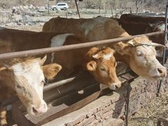 -碓臼峪自然风景区