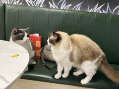 -安格丽娜·狗咖·猫咖羊驼咖(春熙路百盛商场店)