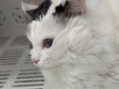 -瑞派康怡24h宠物医院·犬猫医疗中心·微创绝育(瑞景分院)