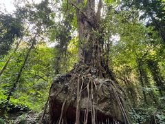 -莫里热带雨林景区