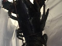 -盒马鲜生(莱蒙都会店)