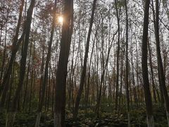 -桤木河湿地公园