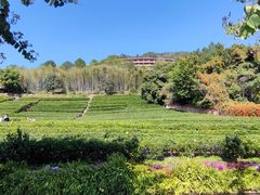 -雁南飞茶田景区