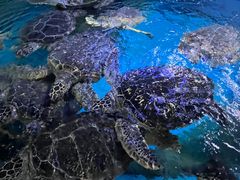 -烟台海昌鲸鲨海洋公园
