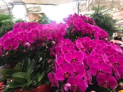 -秦美花卉(天朗·莱茵小城2期店)