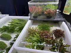 -中环花鸟鱼虫市场
