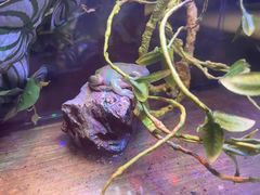 -百好乐宠物友好餐厅(朝外大街店)