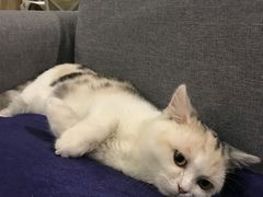 -吉丁鸟咖·异宠·寄养