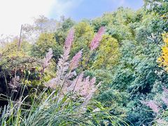 -上海吴淞炮台湾国家湿地公园