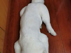 -PETKIT小佩宠物(古北店)