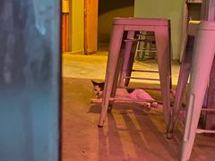 -ZING鲸鱼啤酒(葡萄院店)