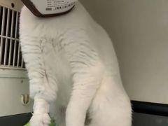 -瑞派动物医院·绝育·犬猫全科·预防医学(光景江南中店)