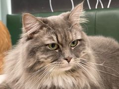 -安格丽娜·狗咖·猫咖羊驼咖(春熙路百盛商场店)