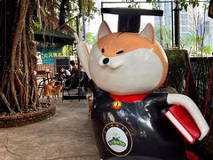 -柴犬高等学院·狗咖·柴犬售卖·宠物训练