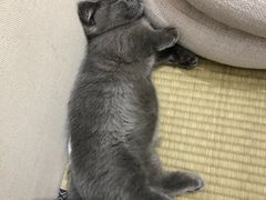 -逗柴咖啡屋·狗咖猫咖宠物桌游