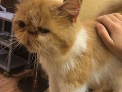 -more than meow吴止猫主题餐厅(承德 中船汇店)