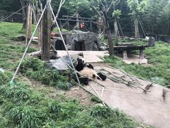 -都江堰中华大熊猫苑