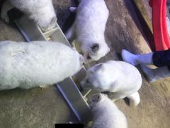 -芜湖新华联大白鲸海洋公园