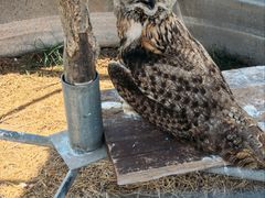 -西霞口神雕山野生动物世界
