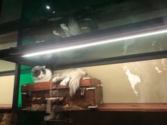 -猫咪博物馆(顶澳仔猫街店)