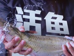 -老板恋上鱼(恒隆广场店)