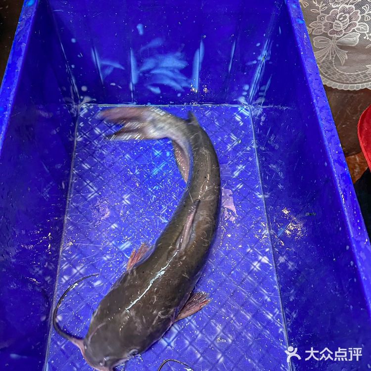 这今天最开心的事情,就是吃了这口鱼!