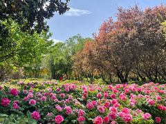 -洛阳市隋唐城遗址植物园