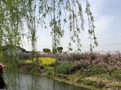 -南汇水蜜桃采摘(大团店)