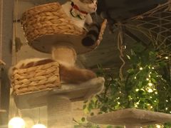 -共舞时光猫咖·狗咖(新街口店)
