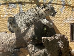 -青藏高原野生动物园