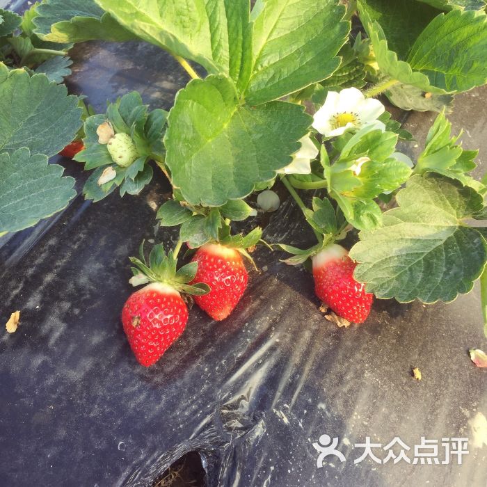古港草莓园图片 - 第18张