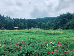 -武陵山森林公园