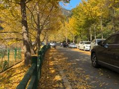 -千年银杏谷文化旅游区