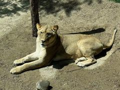 -北京野生动物园