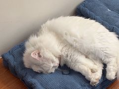 -有猫主题·治愈系猫咖(曾厝垵店)