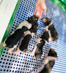 -萌宠亲子动物乐园(槐房万达店)