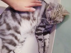 -平行世界·猫咖(首经贸店)