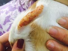 -瑞派天宁宠物医院·猫科·异宠中心