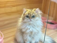 -猫十亿·布偶金渐层·曼基康矮脚猫舍(青年路店)