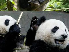 -都江堰中华大熊猫苑