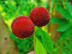 -东山风景区(洞庭东山)