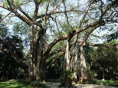 景点-瑞丽独树成林风景区