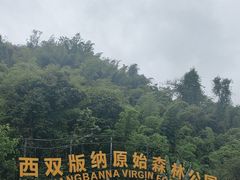 -西双版纳原始森林公园