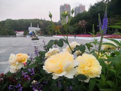 -深圳国际园林花卉博览园